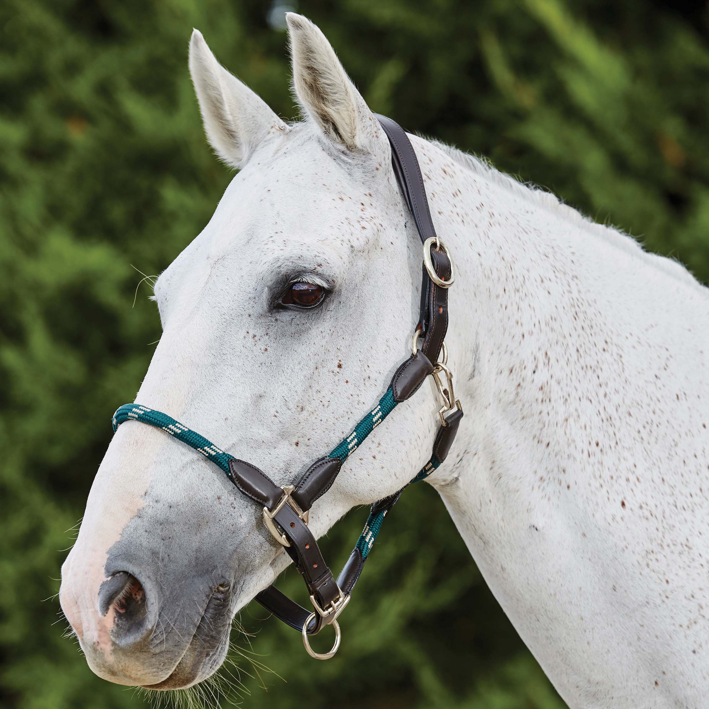 Kincade Leather Rope Halter
